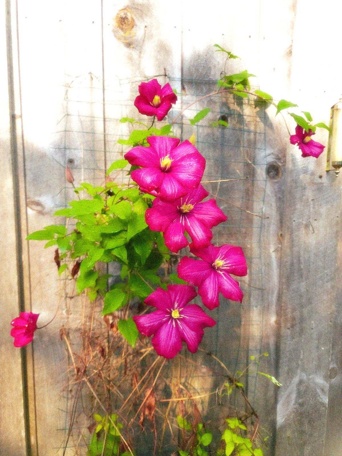 H&H Reflection: Making Room for Joy to Grow