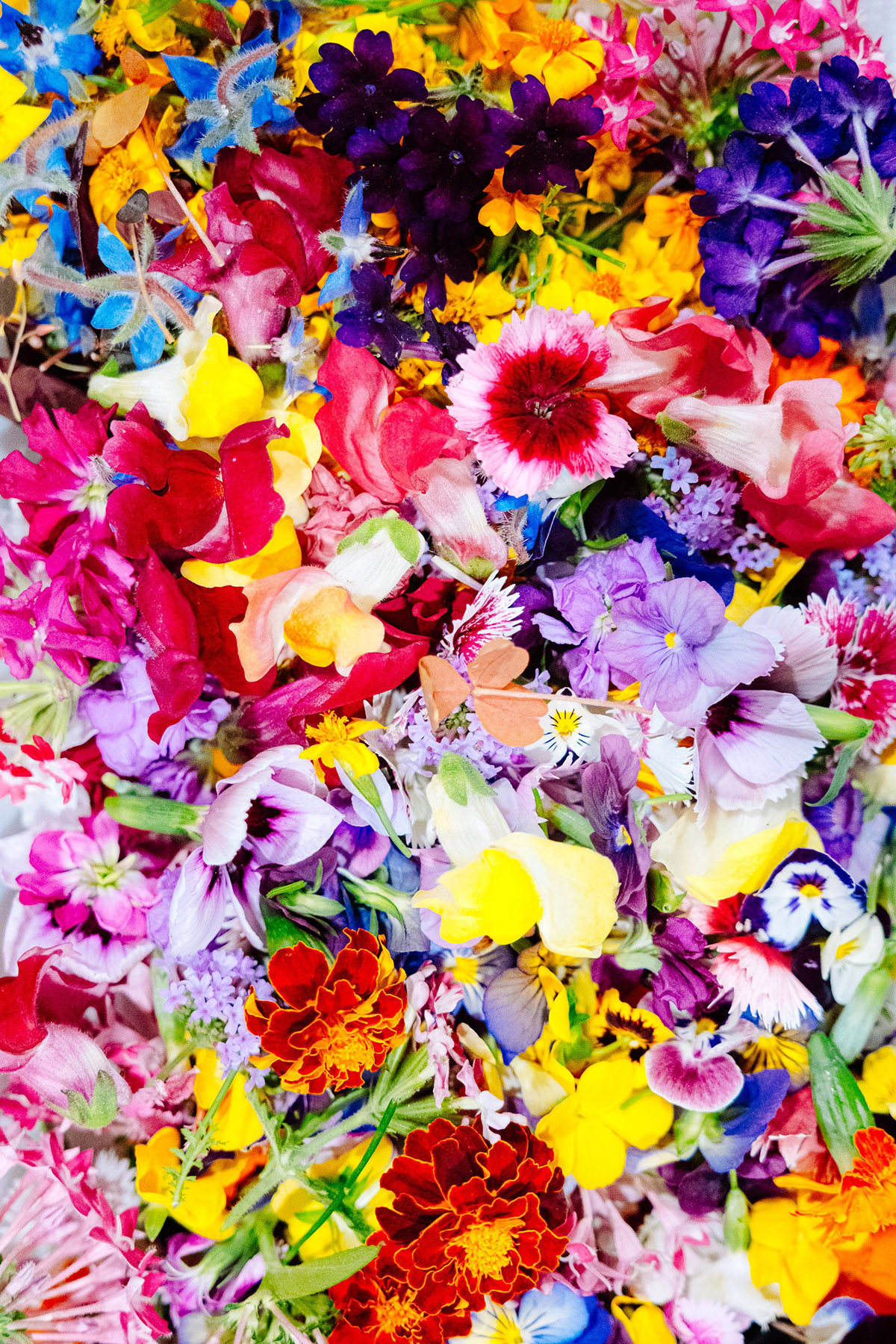A Beginner’s Guide to Edible Flowers: Sweet, Peppery, Herbal, Citrus, and Spiced