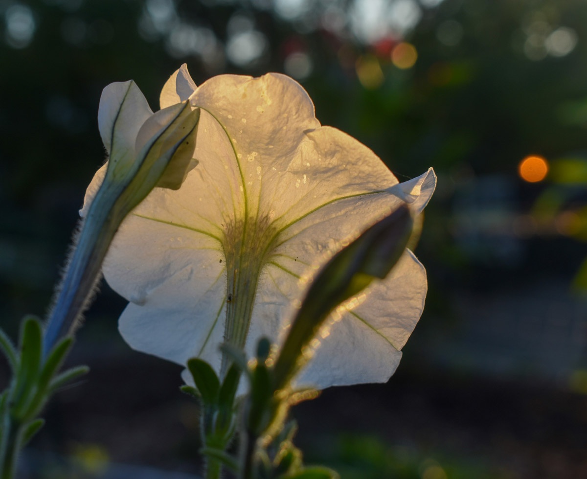 15 Simple Ways to Create a Magical Evening Outdoors